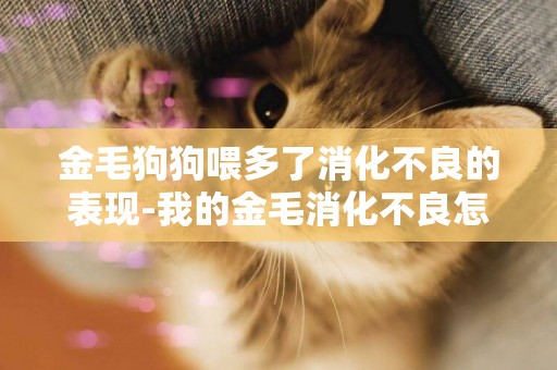金毛狗狗喂多了消化不良的表現-我的金毛消化不良怎么辦