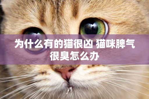 為什么有的貓很兇 貓咪脾氣很臭怎么辦