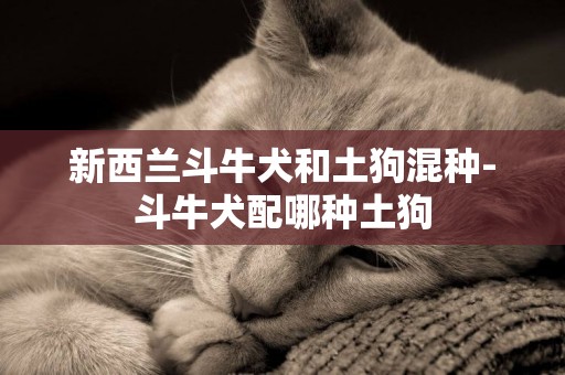 新西蘭斗牛犬和土狗混種-斗牛犬配哪種土狗