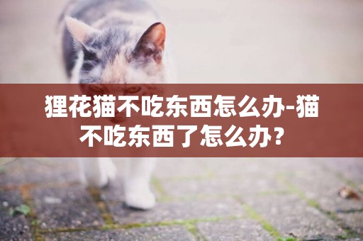 貍花貓不吃東西怎么辦-貓不吃東西了怎么辦？
