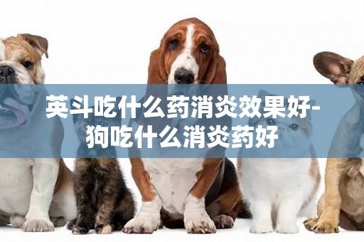 英斗吃什么藥消炎效果好-狗吃什么消炎藥好
