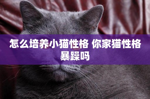 怎么培養小貓性格 你家貓性格暴躁嗎