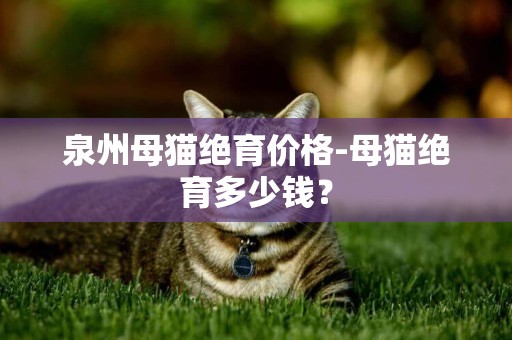 泉州母貓絕育價格-母貓絕育多少錢？