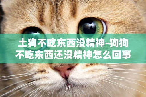土狗不吃東西沒精神-狗狗不吃東西還沒精神怎么回事