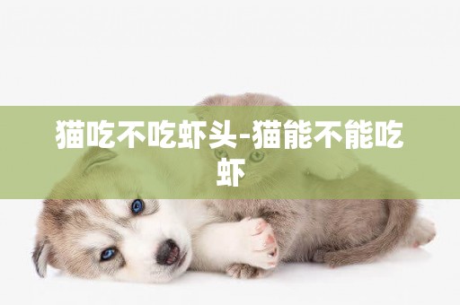貓吃不吃蝦頭-貓能不能吃蝦