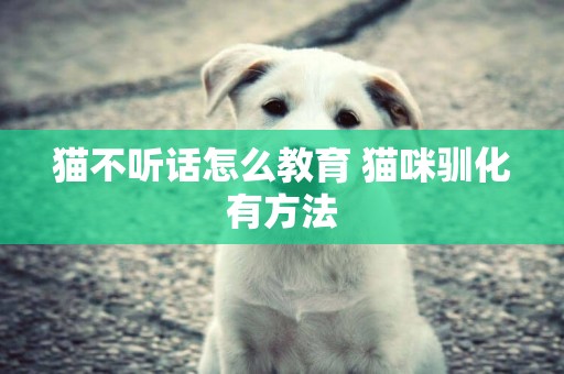 貓不聽話怎么教育 貓咪馴化有方法