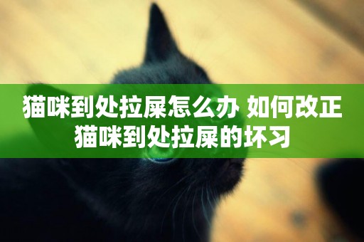 貓咪到處拉屎怎么辦 如何改正貓咪到處拉屎的壞習 貓咪到處拉屎怎么辦 如何改正貓咪到處拉屎的壞習