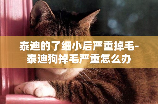 泰迪的了細小后嚴重掉毛-泰迪狗掉毛嚴重怎么辦