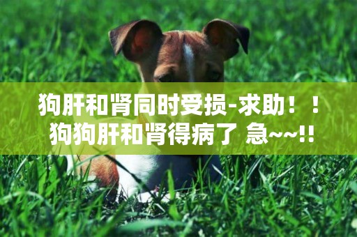狗肝和腎同時受損-求助！！ 狗狗肝和腎得病了 急~~!!