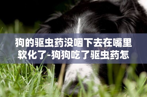 狗的驅蟲藥沒咽下去在嘴里軟化了-狗狗吃了驅蟲藥怎個身體軟了，吐了，呼吸困難的樣子，舌頭掉一邊快要死的