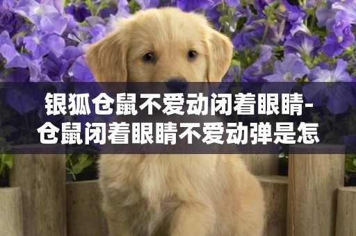 銀狐倉鼠不愛動閉著眼睛-倉鼠閉著眼睛不愛動彈是怎么了