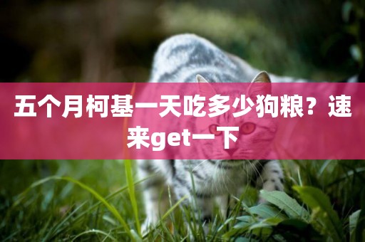 五個月柯基一天吃多少狗糧？速來get一下