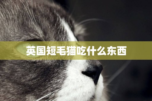 英國短毛貓吃什么東西