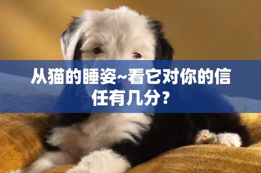 從貓的睡姿~看它對你的信任有幾分？