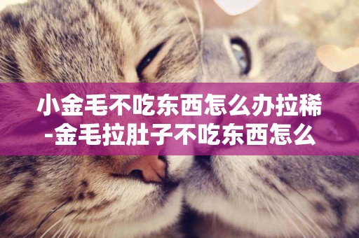 小金毛不吃東西怎么辦拉稀-金毛拉肚子不吃東西怎么辦