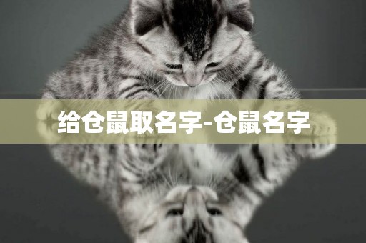 給倉鼠取名字-倉鼠名字