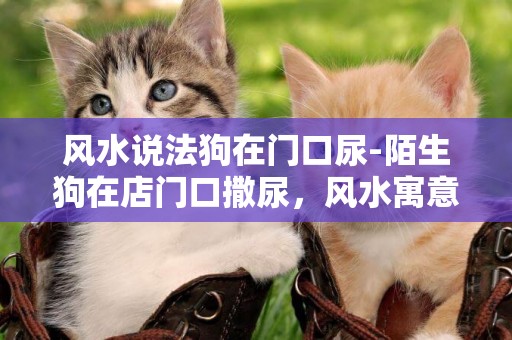 風水說法狗在門口尿-陌生狗在店門口撒尿，風水寓意