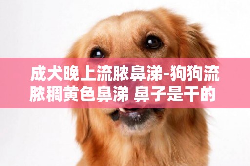 成犬晚上流膿鼻涕-狗狗流膿稠黃色鼻涕 鼻子是干的 會不會是狗瘟啊