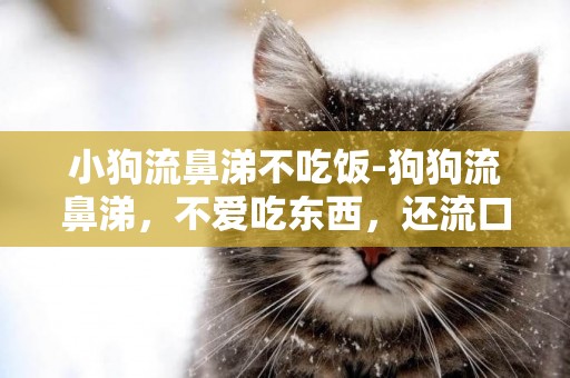 小狗流鼻涕不吃飯-狗狗流鼻涕，不愛吃東西，還流口水？