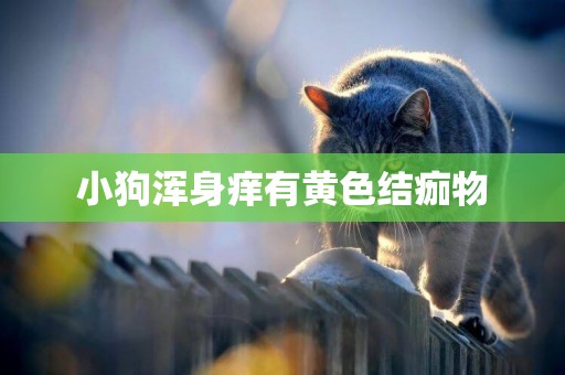 小狗渾身癢有黃色結痂物