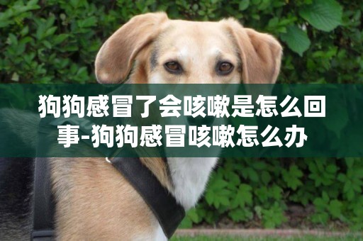 狗狗感冒了會咳嗽是怎么回事-狗狗感冒咳嗽怎么辦