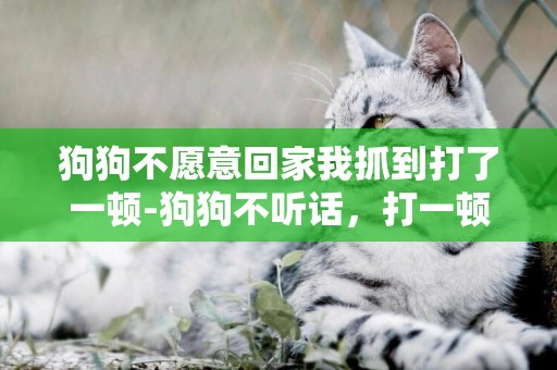 狗狗不愿意回家我抓到打了一頓-狗狗不聽話，打一頓就有用嗎