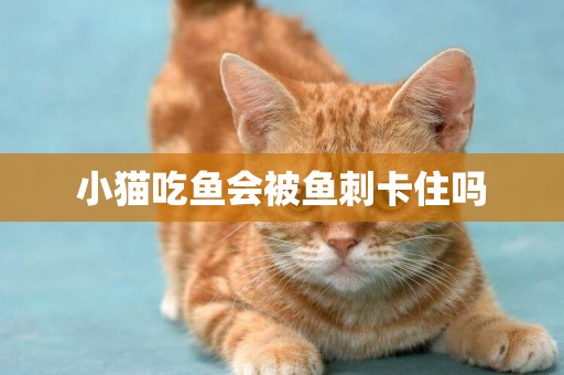 小貓吃魚會被魚刺卡住嗎