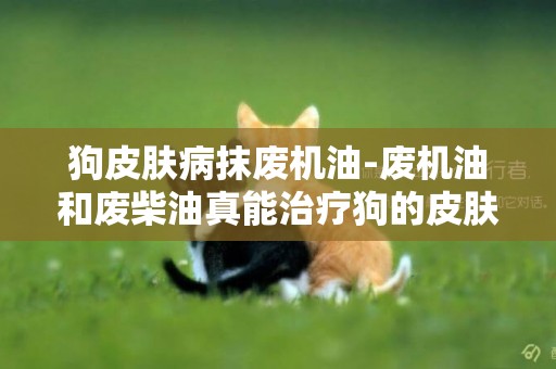 狗皮膚病抹廢機油-廢機油和廢柴油真能治療狗的皮膚病嗎