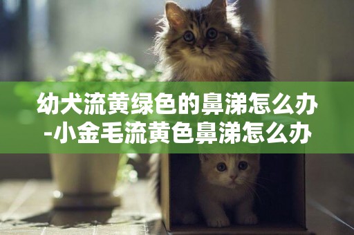 幼犬流黃綠色的鼻涕怎么辦-小金毛流黃色鼻涕怎么辦