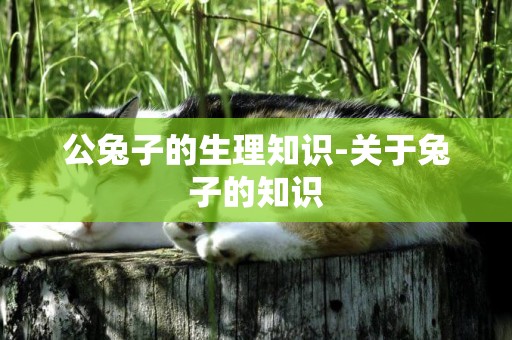 公兔子的生理知識-關于兔子的知識