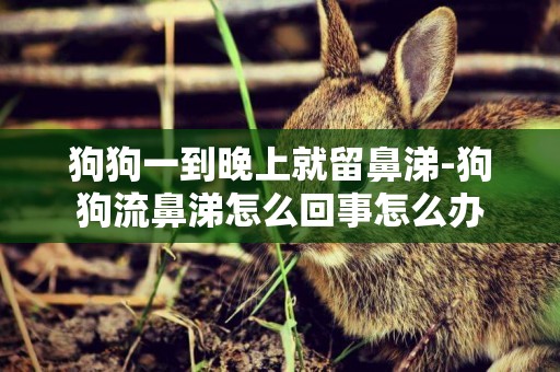 狗狗一到晚上就留鼻涕-狗狗流鼻涕怎么回事怎么辦