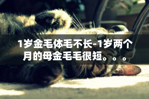 1歲金毛體毛不長-1歲兩個月的母金毛毛很短。。。