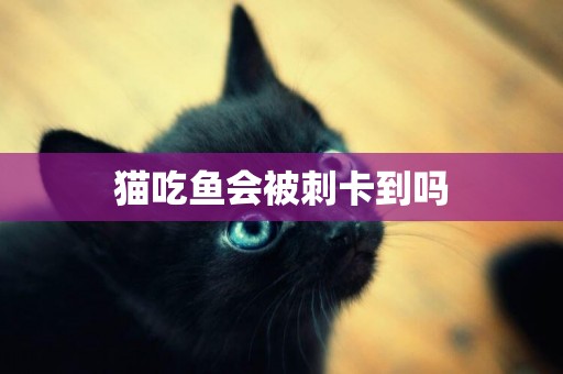 貓吃魚會被刺卡到嗎