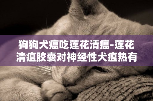 狗狗犬瘟吃蓮花清瘟-蓮花清瘟膠囊對神經性犬瘟熱有效嗎