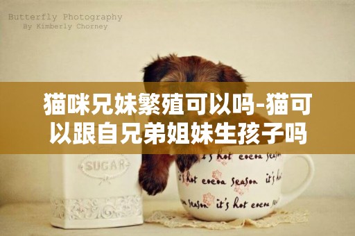 貓咪兄妹繁殖可以嗎-貓可以跟自兄弟姐妹生孩子嗎