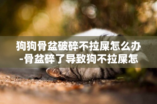 狗狗骨盆破碎不拉屎怎么辦-骨盆碎了導致狗不拉屎怎么辦？