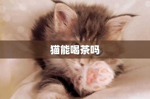 貓能喝茶嗎