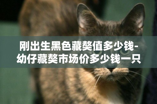 剛出生黑色藏獒值多少錢-幼仔藏獒市場價多少錢一只？