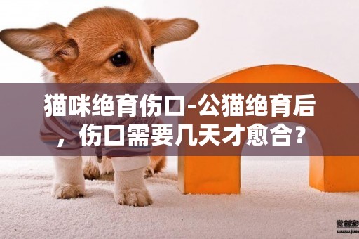 貓咪絕育傷口-公貓絕育后，傷口需要幾天才愈合？