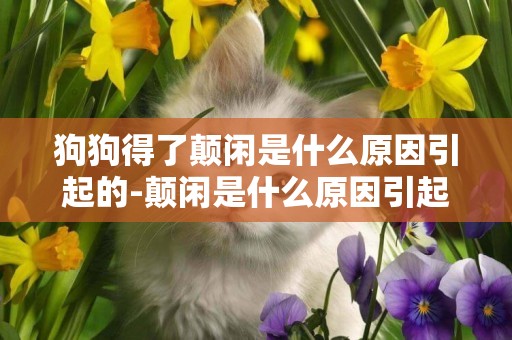 狗狗得了顛閑是什么原因引起的-顛閑是什么原因引起