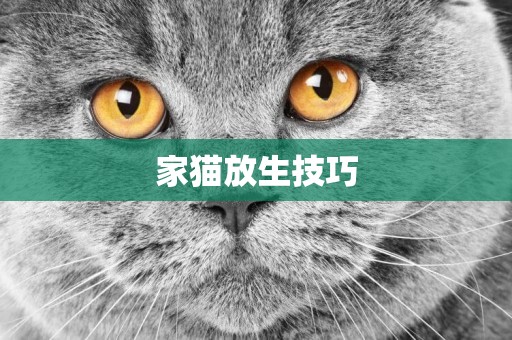 家貓放生技巧