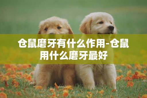 倉鼠磨牙有什么作用-倉鼠用什么磨牙最好