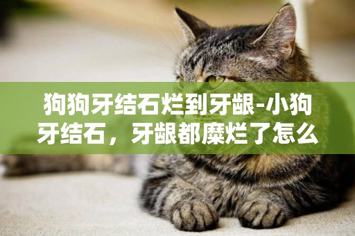 狗狗牙結石爛到牙齦-小狗牙結石，牙齦都糜爛了怎么辦