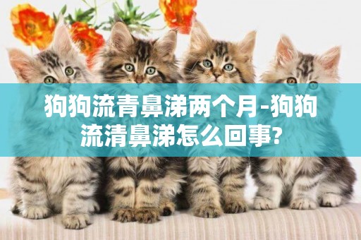 狗狗流青鼻涕兩個月-狗狗流清鼻涕怎么回事?