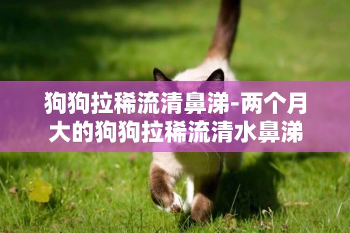 狗狗拉稀流清鼻涕-兩個月大的狗狗拉稀流清水鼻涕
