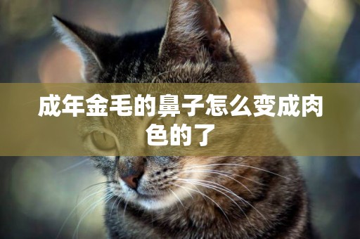 成年金毛的鼻子怎么變成肉色的了