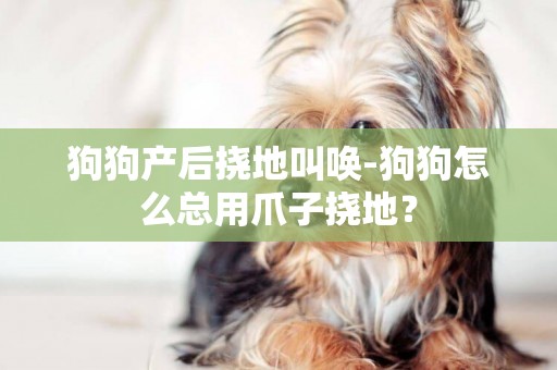 狗狗產后撓地叫喚-狗狗怎么總用爪子撓地？