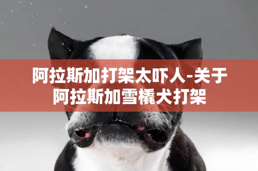 阿拉斯加打架太嚇人-關于阿拉斯加雪橇犬打架
