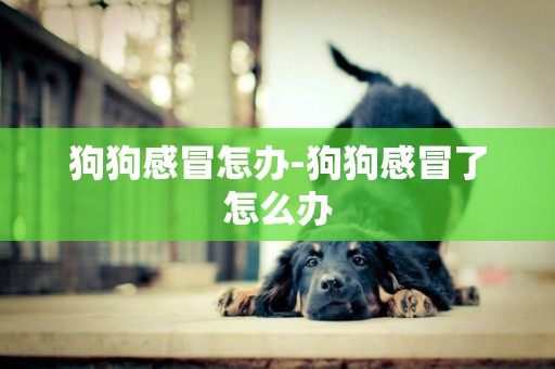 狗狗感冒怎辦-狗狗感冒了怎么辦