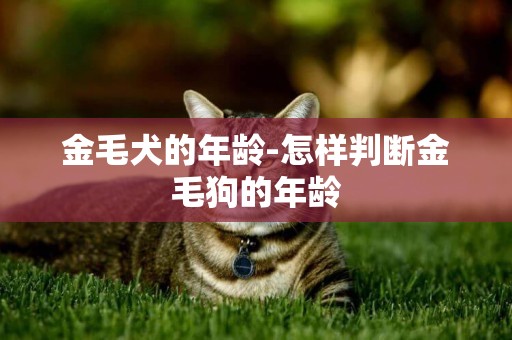 金毛犬的年齡-怎樣判斷金毛狗的年齡